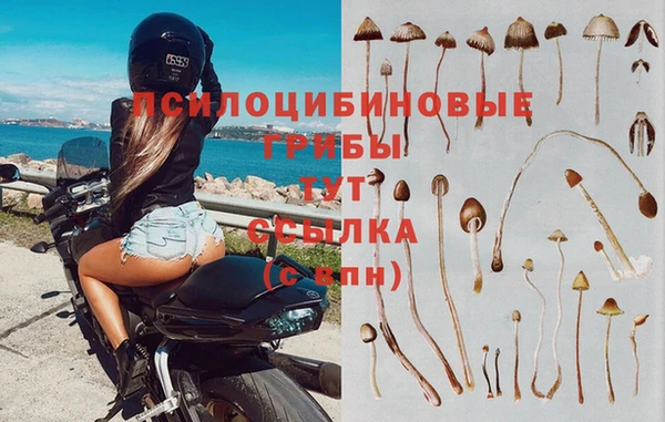 прущие грибы Балабаново